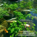 Рыба для пруда купить недорого и с доставкой от профессионалов